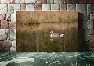 Πίνακας, Duck on Calm Water Πάπια σε ήρεμο νερό