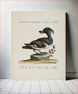 Πίνακας, duck standing on a green rock, with head turned back; duck has feathery topknot; black, brown and white feathers; small branch with three red flowers to R of rock