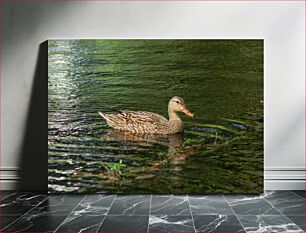 Πίνακας, Duck Swimming in Pond Κολύμπι πάπιας στη λίμνη