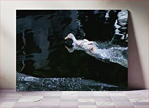 Πίνακας, Duck Swimming in Water Πάπια που κολυμπά στο νερό