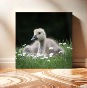 Πίνακας, Duckling in a Field of Daisies Παπάκι σε ένα χωράφι με μαργαρίτες