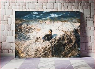 Πίνακας, Duckling on a Rock Παπάκι σε βράχο
