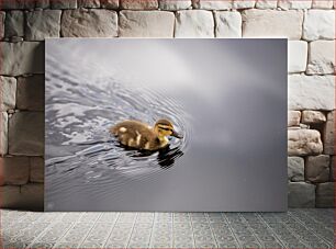 Πίνακας, Duckling Swimming in Calm Water Παπάκι που κολυμπά σε ήρεμα νερά