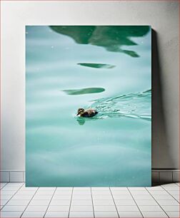 Πίνακας, Duckling Swimming Παπάκι Κολύμπι