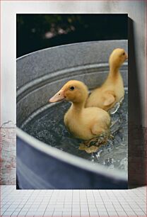 Πίνακας, Ducklings in a Tub Παπάκια σε μπανιέρα