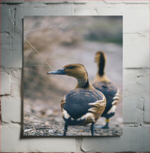 Πίνακας, Ducks in Nature Πάπιες στη φύση