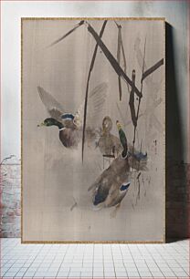 Πίνακας, Ducks in the Rushes by Watanabe Seitei