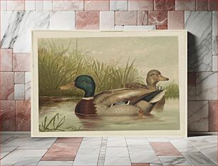 Πίνακας, [Ducks on pond]