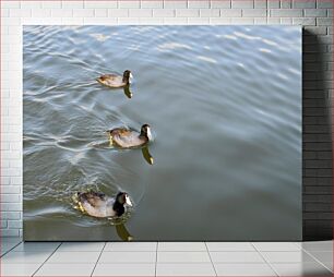 Πίνακας, Ducks Swimming in a Lake Πάπιες που κολυμπούν σε μια λίμνη