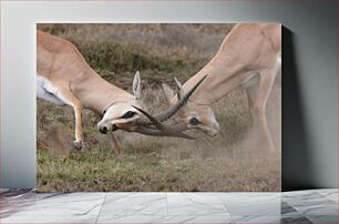 Πίνακας, Dueling Antelopes Αντιλόπες μονομαχίας