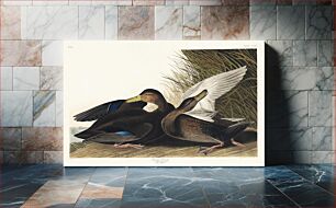 Πίνακας, Dusky Duck from Birds of America (1827) by John James Audubon, etched by William Home Lizars