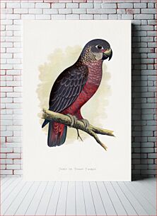 Πίνακας, Dusky or Violet Parrot (Pionus fuscus) colored wood-engraved plate by Alexander Francis Lydon