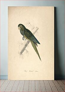 Πίνακας, Dwarf Parakeet Macaw