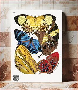 Πίνακας, E.A. Séguy's vintage butterflies (1925) insect illustration