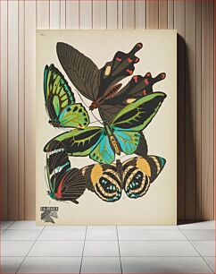 Πίνακας, E.A. Séguy's vintage butterflies (1925) insect illustration