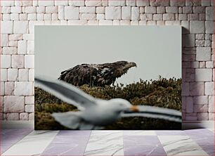 Πίνακας, Eagle and Seagull in Natural Habitat Αετός και Γλάρος σε φυσικό βιότοπο