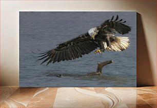 Πίνακας, Eagle Catching Prey Αετός που πιάνει θήραμα
