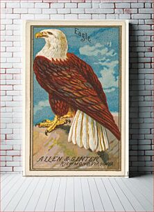 Πίνακας, Eagle, from the Birds of America series (N4) for Allen & Ginter Cigarettes Brands
