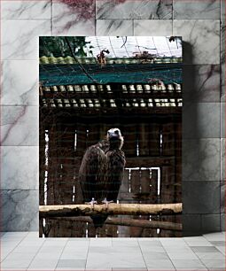 Πίνακας, Eagle in Captivity Αετός σε αιχμαλωσία