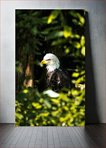 Πίνακας, Eagle in the Forest Αετός στο Δάσος