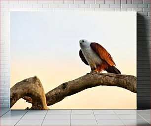 Πίνακας, Eagle on a Branch at Sunset Αετός σε ένα κλαδί στο ηλιοβασίλεμα