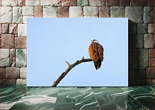 Πίνακας, Eagle on a Branch Αετός σε ένα κλαδί