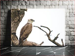 Πίνακας, Eagle on a Branch Αετός σε ένα κλαδί