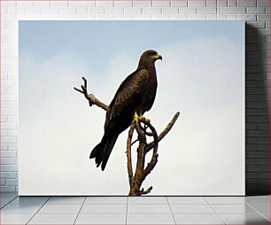 Πίνακας, Eagle on a Branch Αετός σε ένα κλαδί