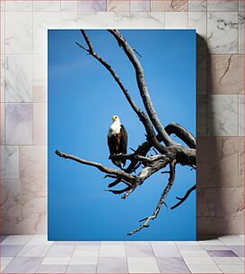 Πίνακας, Eagle on a Tree Αετός σε ένα δέντρο