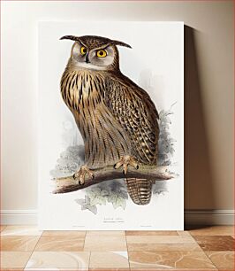 Πίνακας, Eagle Owl. Bubo maximus (1832-1837) vintage illustration by Edward Lear