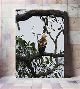 Πίνακας, Eagle Perched on a Branch Αετός σκαρφαλωμένος σε ένα κλαδί