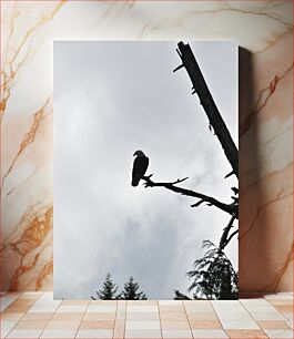 Πίνακας, Eagle Perched on a Tree Branch Αετός σκαρφαλωμένος σε κλαδί δέντρου