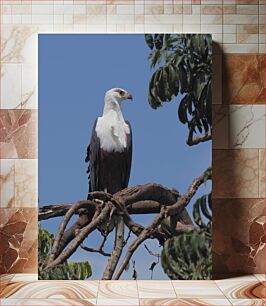 Πίνακας, Eagle Perched on a Tree Αετός σκαρφαλωμένος σε ένα δέντρο