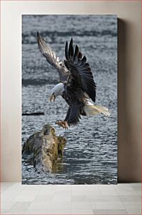 Πίνακας, Eagle Swooping Over Water Αετός που πέφτει πάνω από το νερό