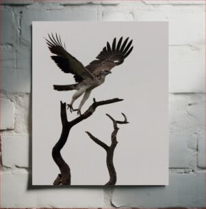 Πίνακας, Eagle Taking Flight Αετός που παίρνει πτήση