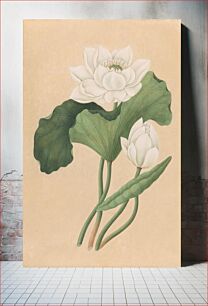 Πίνακας, East Indian Lotus (Nelumbo nucifera), (late 19th century) by British 19th Century
