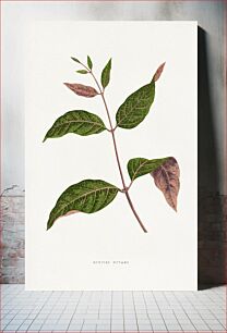 Πίνακας, Echites Nutans leaf illustration