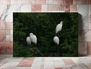 Πίνακας, Egrets in Foliage Τσιτσικνιές στο Φύλλωμα