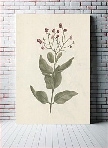 Πίνακας, Ehretia cymosa Thonning: finished drawing of leafy, fruiting shoot by Luigi Balugani