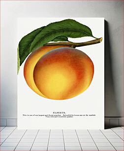 Πίνακας, Elberta peach lithograph