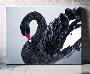 Πίνακας, Elegant Black Swan Κομψός Μαύρος Κύκνος