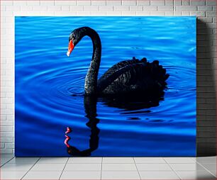 Πίνακας, Elegant Black Swan on Blue Water Κομψός μαύρος κύκνος στο μπλε νερό