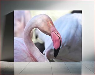 Πίνακας, Elegant Flamingo Close-Up Κομψό Φλαμίνγκο από κοντά