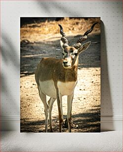 Πίνακας, Elegant Gazelle in Natural Habitat Κομψή γαζέλα σε φυσικό βιότοπο