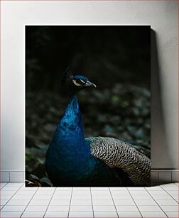 Πίνακας, Elegant Peacock Κομψό παγώνι