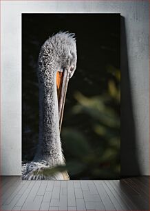 Πίνακας, Elegant Pelican in Low Light Κομψός πελεκάνος σε χαμηλό φως