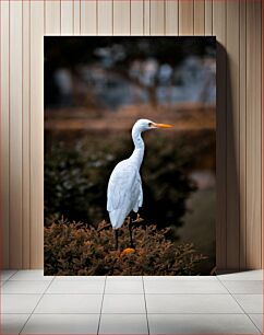 Πίνακας, Elegant White Egret Κομψός Λευκοτσικνιάς