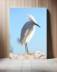 Πίνακας, Elegant White Heron on a Sunny Day Κομψός λευκός ερωδιός μια ηλιόλουστη μέρα