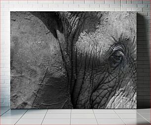 Πίνακας, Elephant Close-Up Κοντινό πλάνο ελέφαντα