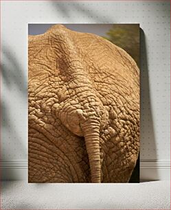 Πίνακας, Elephant Close-Up Κοντινό πλάνο ελέφαντα